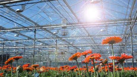 More light in the greenhouse by improving transmission