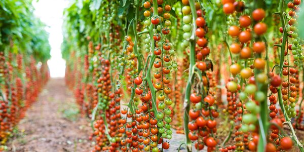 томатные растения в теплице